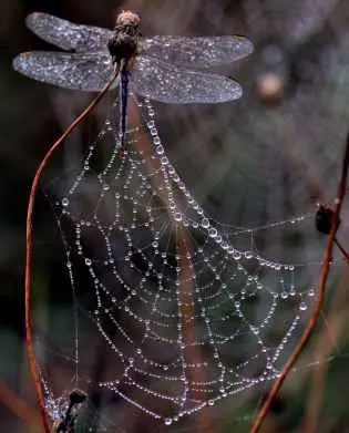 blur close up dew dragonfly