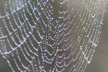 close up cobweb dew pattern